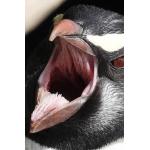 サバ缶