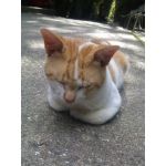 ミキン