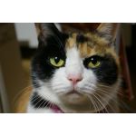 三毛猫３号