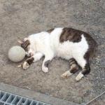 さうだ