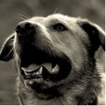 番狗