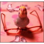 アミ