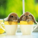 せろとにん
