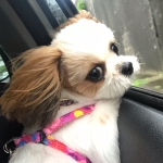 userPhoto