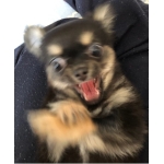 イッシー