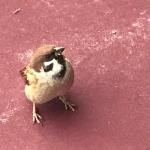 シマ