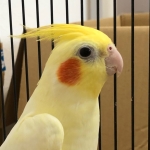 やまりこ