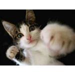 ぽこ猫