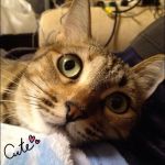 猫たん