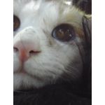 じょにーすらっしゅ