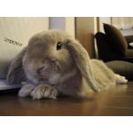 やまうさ