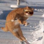 みかん