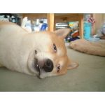 胡椒のクロ