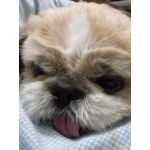 今日のワンコ