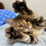 たまちゃん