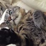 ぺっこ