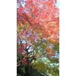 赤葉紅麗亜