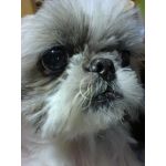 くろやん　（黒犬）