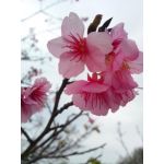 userPhoto