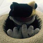 水ポケモン(冬支度）