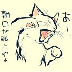 猫柳
