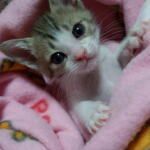 みくりや