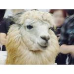 兄貴誕生祭