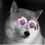 WD犬
