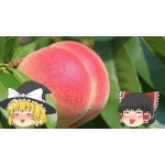 ゆっくり屁鑑賞