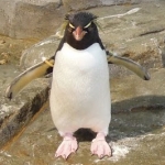 かもめ