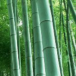 たけ