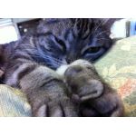 あずきなこ