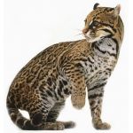 美濃の虎猫