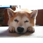 ぴぐ