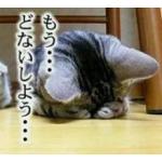 悩み猫
