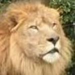 グラントシマウマとトムソンガゼル