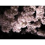 夜桜（やお）