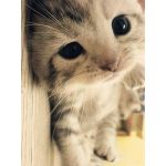 ゆう