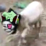 ネルコノチヨ