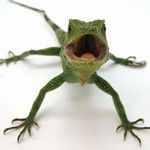とかげP(サラマンデル)