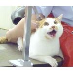 userPhoto