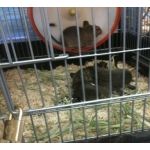 大犯罪者デグニキ