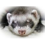 ふぇれっと