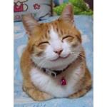 シャウアプフ