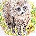 えたぬき