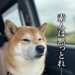 ガバガバ豚