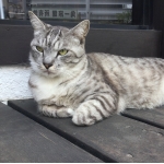 tomo
