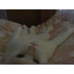 れおん