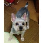 サラマンダーオマンダーコマンダー