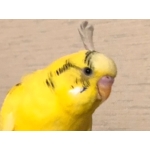 kae